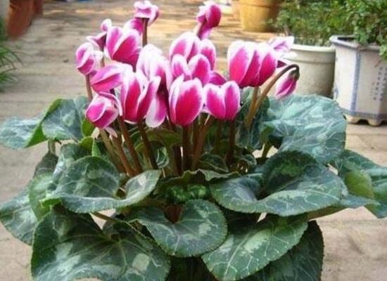 仙客來灰霉病的癥狀，仙客來灰霉病防治方法