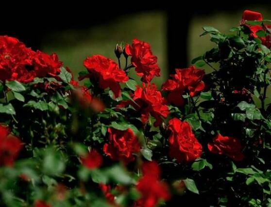 薔薇花圖片大全，細(xì)數(shù)薔薇花八種圖片大全