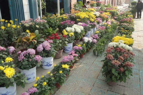 菊花怎么催花，保證養(yǎng)分充足并加強光照