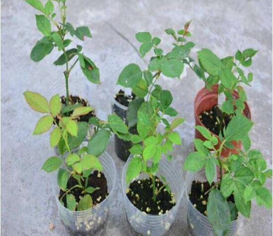 薔薇花的扦插方法，薔薇花扦插五個(gè)簡(jiǎn)單步驟