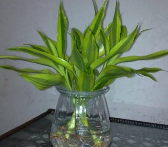 富貴竹怎么修剪，富貴竹修剪方法圖解