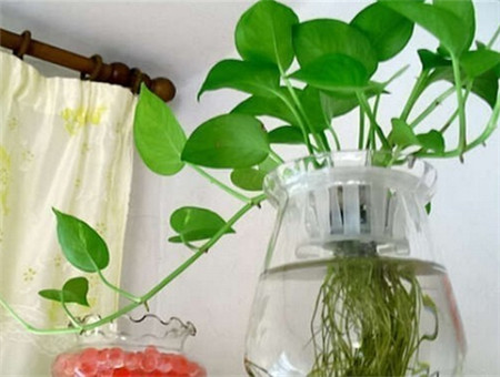 綠蘿怎么水培，了解以下4個(gè)步驟就夠了