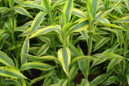 富貴竹有毒嗎，富貴竹可以放在臥室嗎