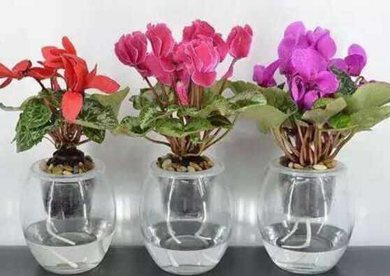 長壽花可以水培嗎，長壽花水培方法