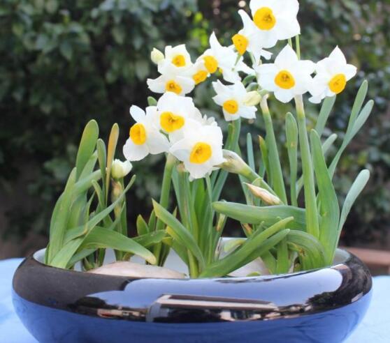 水仙花三大培植方法，介紹三種種植方法(土培/水培/沙培)