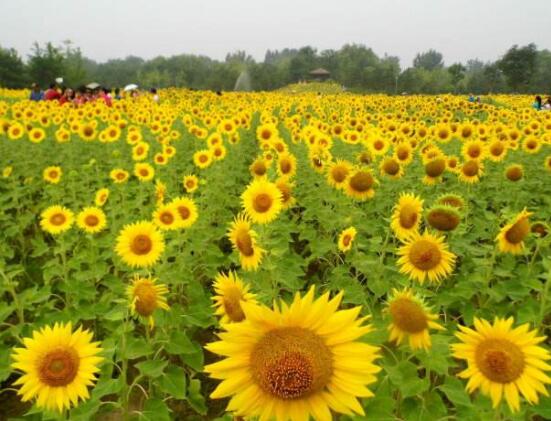 向日葵在風水中怎么說，財源滾滾、化解煞氣