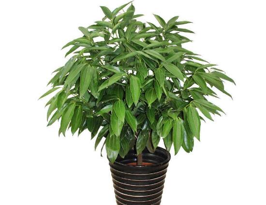 平安樹有什么好處，平安樹的功效與作用