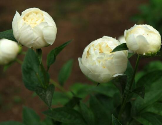 芍藥花什么時候開，每年4-6月就會含苞盛開