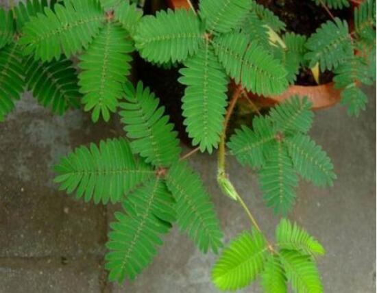 含羞草有毒嗎，含羞草可以放在臥室嗎/有毒觸碰掉頭發(fā)