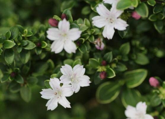 六月雪盆景怎么養(yǎng)，六月雪盆景養(yǎng)殖方法