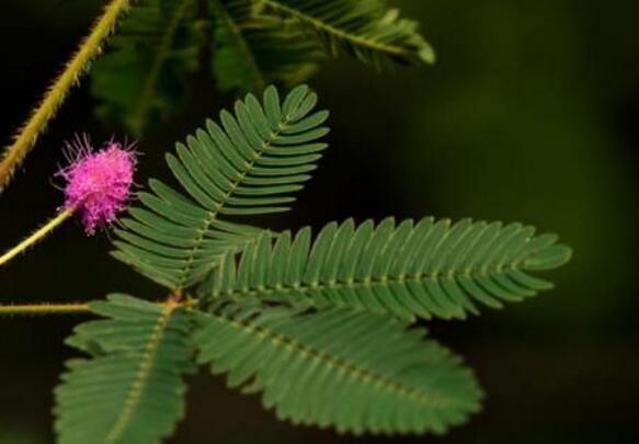 含羞草葉子干了怎么辦，及時(shí)查看是否有病蟲(chóng)害