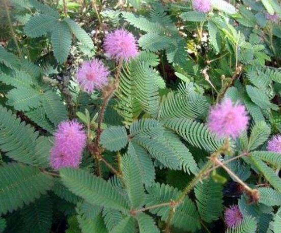 含羞草對(duì)人體有害嗎，微毒無(wú)害/美化家居、凈化空氣