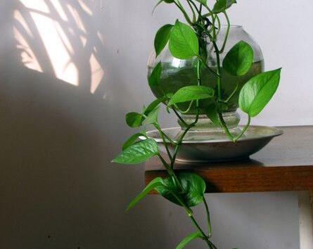 綠蘿修剪方法，不同類型有著不同的修剪方法