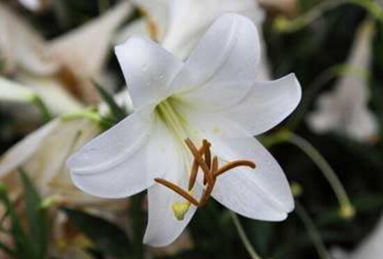 百合花怎么繁殖，百合花的繁殖方法