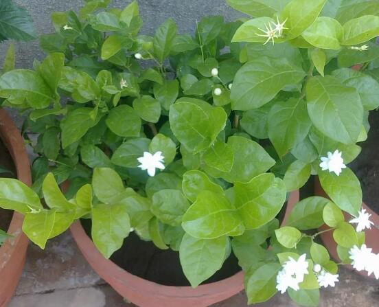 茉莉花怎么繁殖，茉莉花繁殖方法