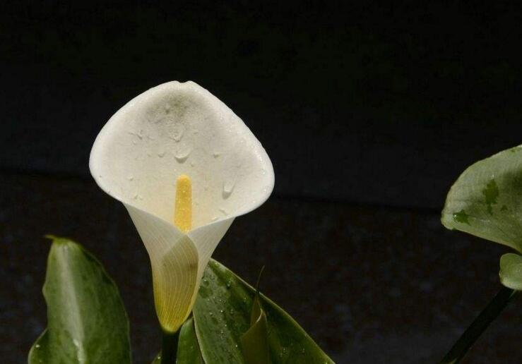 盆栽馬蹄蓮的養(yǎng)殖方法，生長環(huán)境很重要