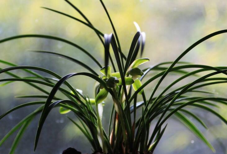 水仙花和蘭花區(qū)別，搞清這幾點不怕種錯