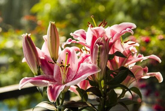 香水百合的花語(yǔ)，代表著純潔而又偉大的愛