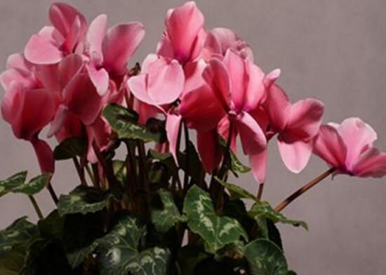 仙客來怎么施肥，仙客來施什么肥最好/液態(tài)肥為主