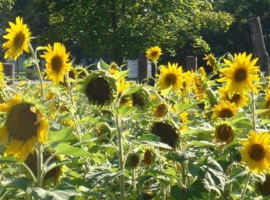 向日葵在風水中怎么說，財源滾滾、化解煞氣