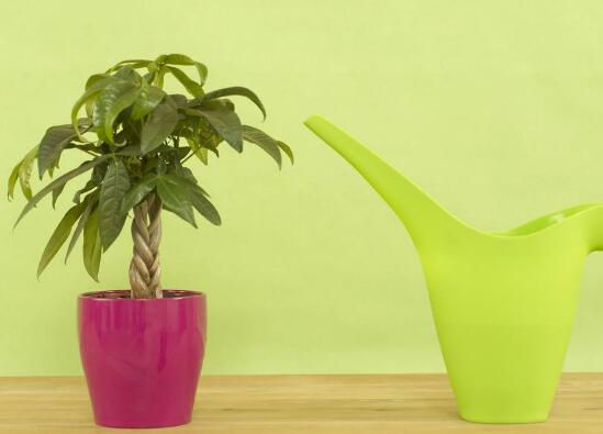 發(fā)財樹多久澆一次水，發(fā)財樹澆水的正確方法