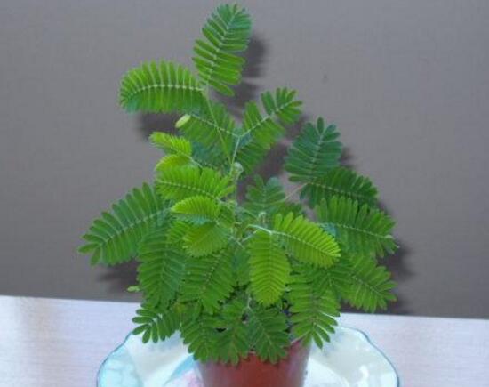 含羞草為什么會害羞，含羞草會含羞至死么/自我保護并不會