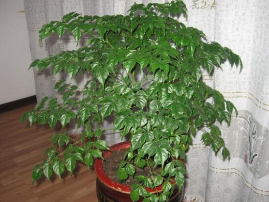 幸福樹有哪些病蟲害，幸福樹的病害及其防治