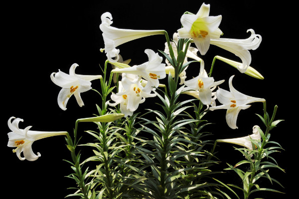 百合花葉子發(fā)黃怎么辦，調(diào)節(jié)水分/光照并殺蟲除菌