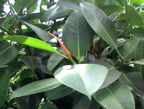 橡皮樹一盆栽幾棵最好，三棵為森八棵為發(fā)（推薦1/3/8/9）