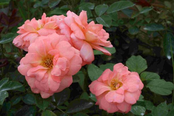 月季花春季修剪方法，春季修剪具體步驟詳解