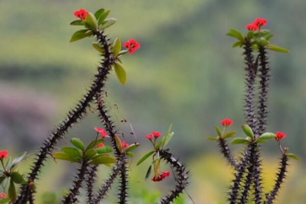 虎刺梅的養(yǎng)殖方法和注意事項(xiàng)，讓虎刺梅爆盆的關(guān)鍵