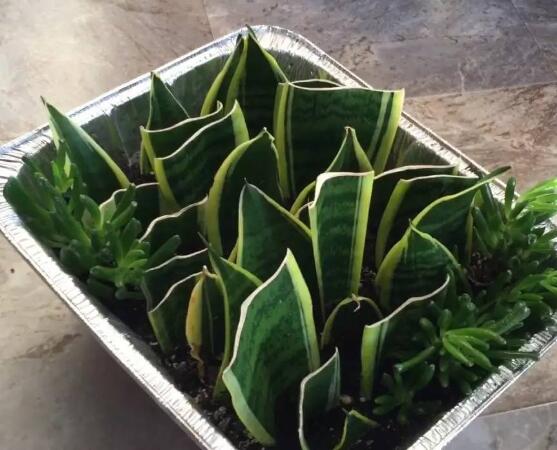 虎皮蘭怎么分株繁殖，切割葉叢/保留葉片、根莖狀、吸芽