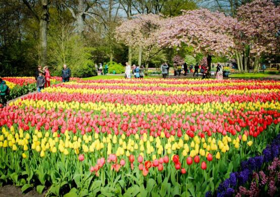 郁金香的花語(yǔ)是什么，郁金香享譽(yù)世界花后