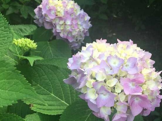 繡球花扦插方法圖解，老農(nóng)教你三點基本步驟