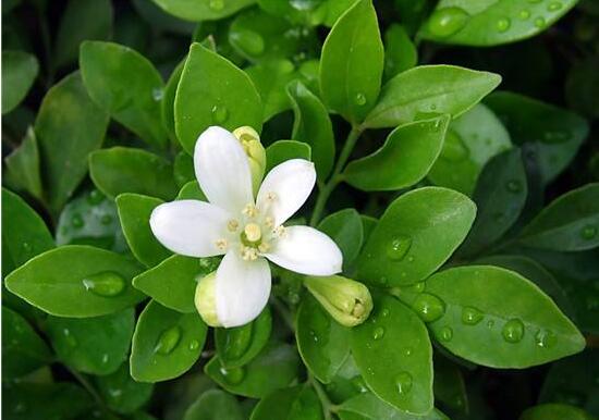 九里香有毒嗎，九里香可以放臥室嗎/無(wú)毒不能放