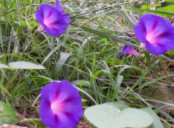 牽?；ǖ幕ㄕZ是什么，牽?；ù碇鴲矍?、冷靜、虛幻、愛情永固