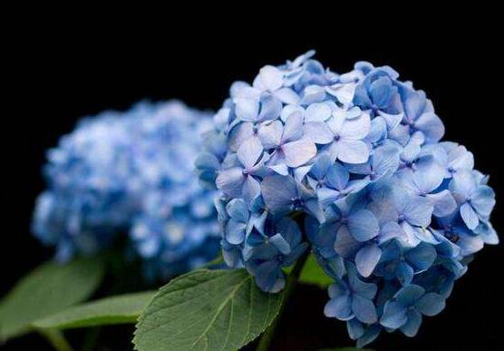 繡球葉子發(fā)白是什么病，主要是白粉病導(dǎo)致/及時防治