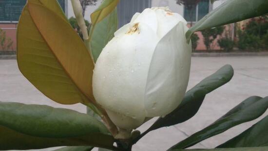 橡皮樹的花語是什么，橡皮樹開花的寓意