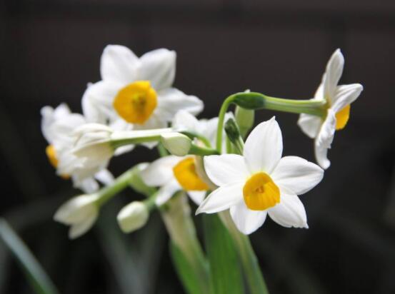 關(guān)于水仙花的知識，老農(nóng)解析五個最全面的概述