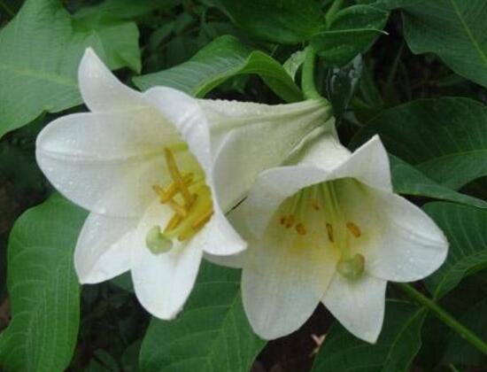 百合花的藥用價(jià)值，百合花的功效與作用