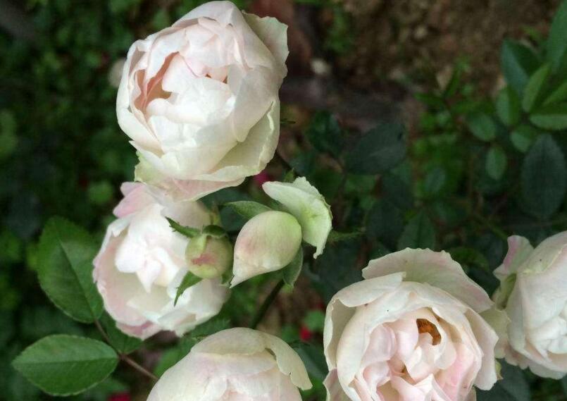 薔薇花怎么吃，可泡茶喝也可以煮魚湯一起吃