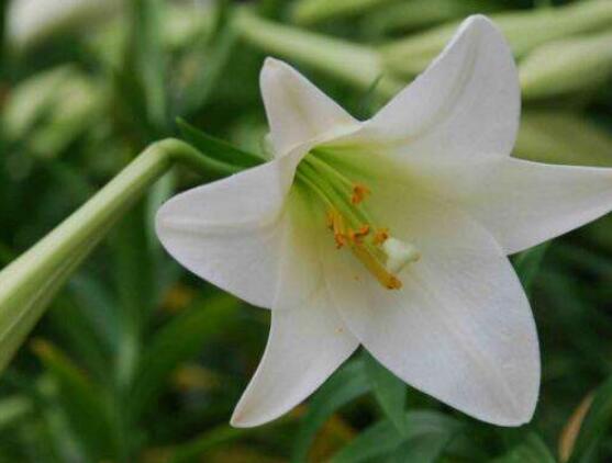 百合花種子怎么繁殖，播種繁殖存活率最高(養(yǎng)殖三年開花)