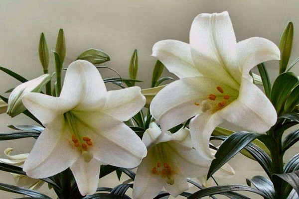 百合花放在臥室好嗎，不好/花香過濃容易導(dǎo)致過敏