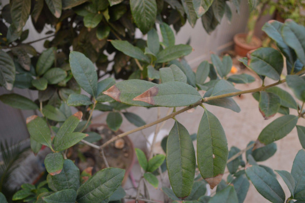 桂花葉子干枯怎么急救，換土控溫/剪葉增濕