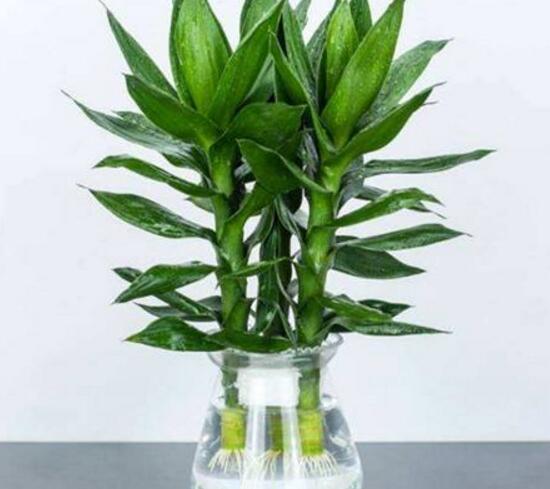 富貴竹怎么澆水，富貴竹用什么水養(yǎng)最好