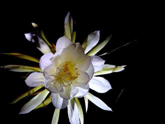 曇花爛根了要怎么辦，及時(shí)修剪腐爛根系/做好傷口消毒