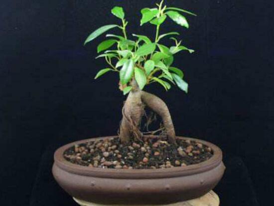 小榕樹盆景怎么養(yǎng)，盆景小榕樹養(yǎng)殖方法