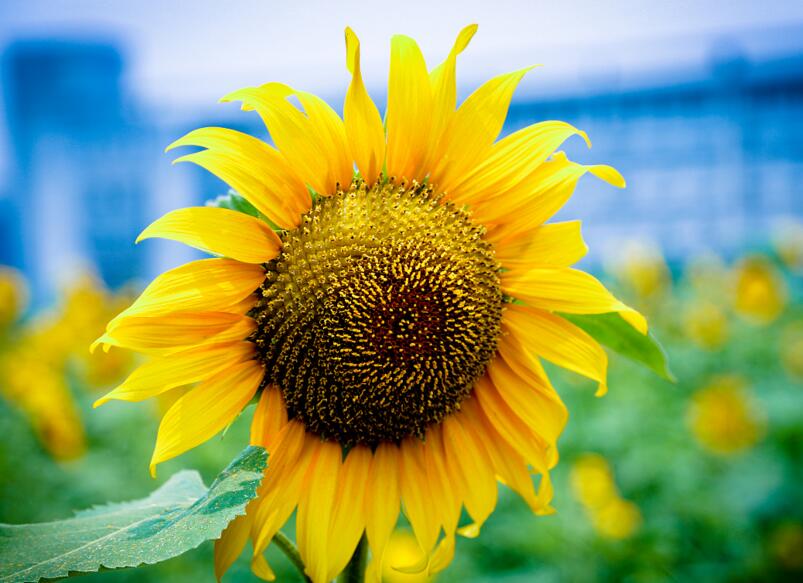 向日葵盤能治痛風(fēng)嗎，能治/但是要提取其中的三零脲堿