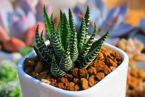 條紋十二卷怎么養(yǎng)，保證充足的光照