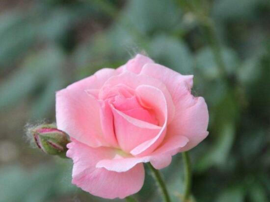 月季開花后怎么修剪，輕剪為佳、中剪為輔(三次花期修剪)